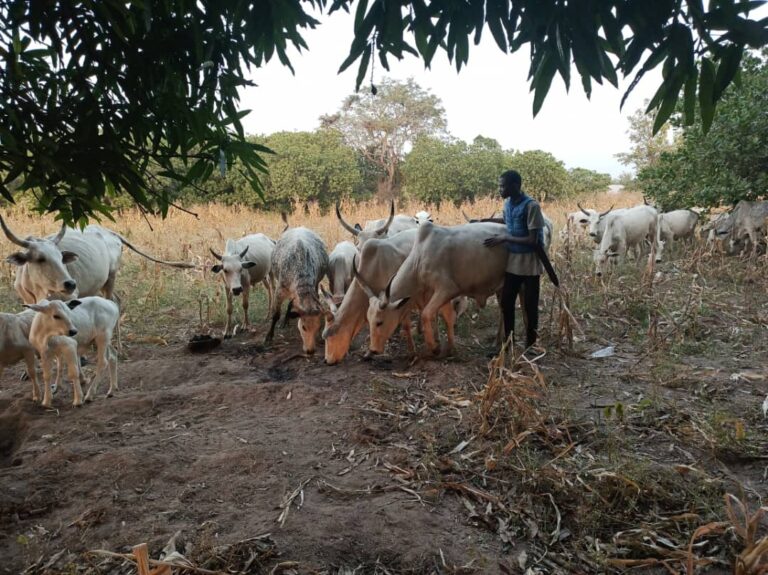 Cattle Rearing