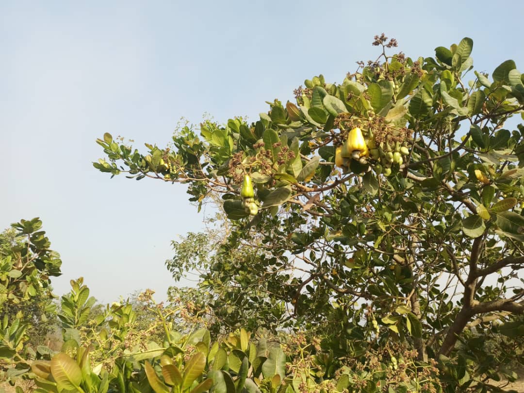 Cashew Plantation