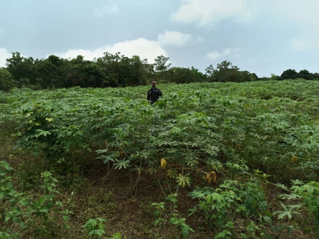 Cassava crop farming