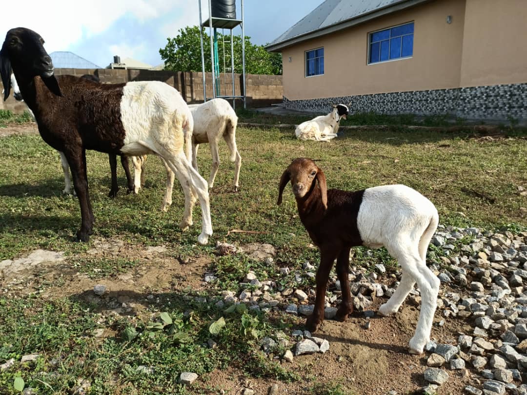 Livestock Production