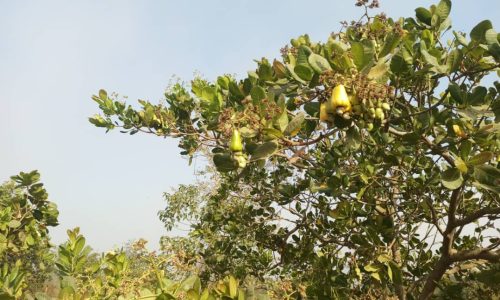 Cashew Plantation
