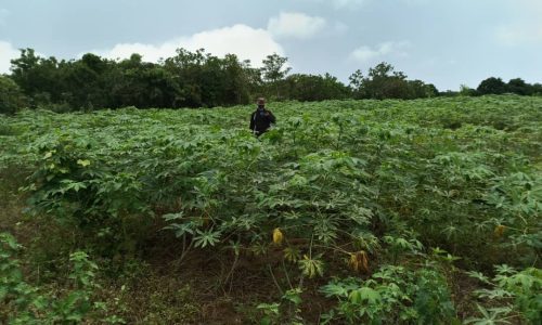 Cassava Cultivation