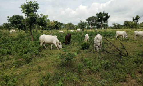 Cattle Rearing