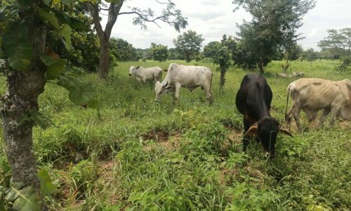 Cattle Rearing