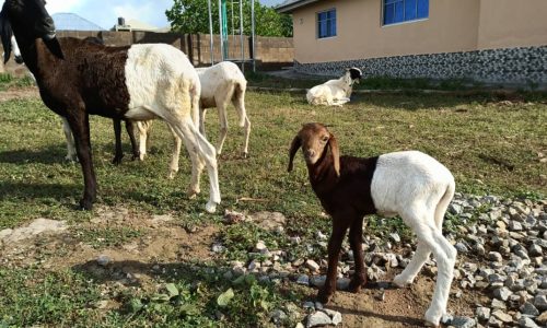 Livestock Production